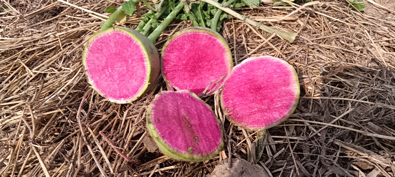 传统农家大陶缸内正在分层码放萝卜条,老人手持粗盐均匀撒入,旁边摆放着石头压重物 传统农家大陶缸内正在分层码放萝卜条,老人手持粗盐均匀撒入,旁边摆放着石头压重物