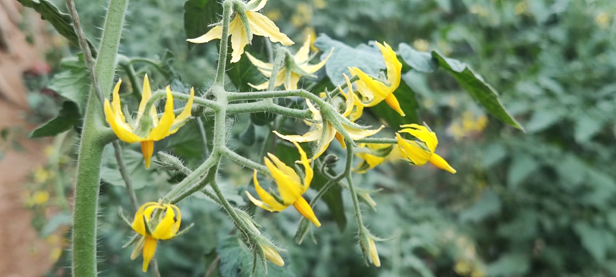 平贝母植物图