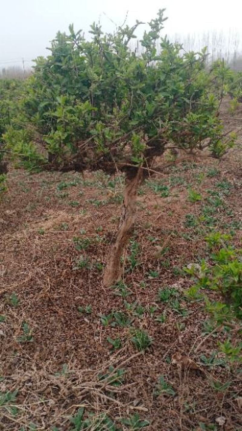 金银花绿化占地树，盆景老桩盆栽地栽都可以