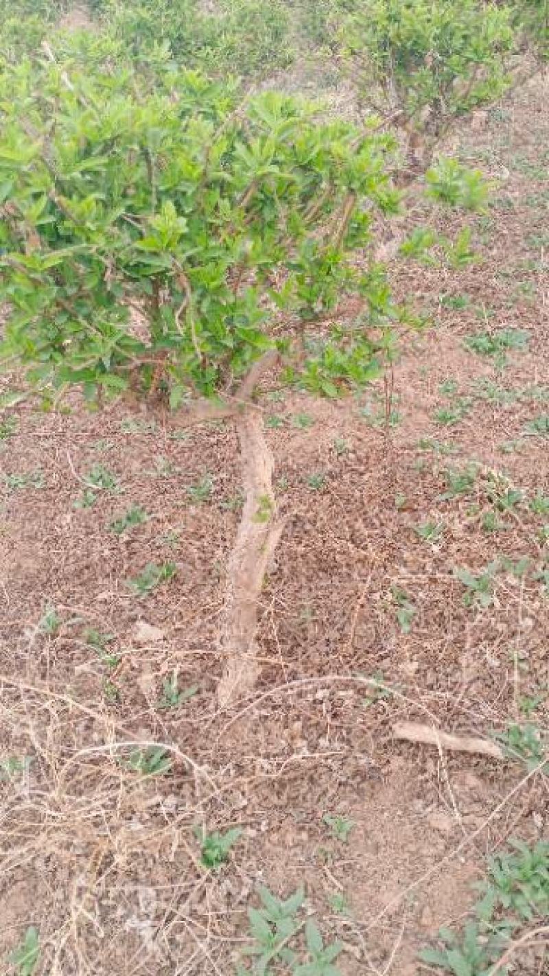 金银花绿化占地树，盆景老桩盆栽地栽都可以