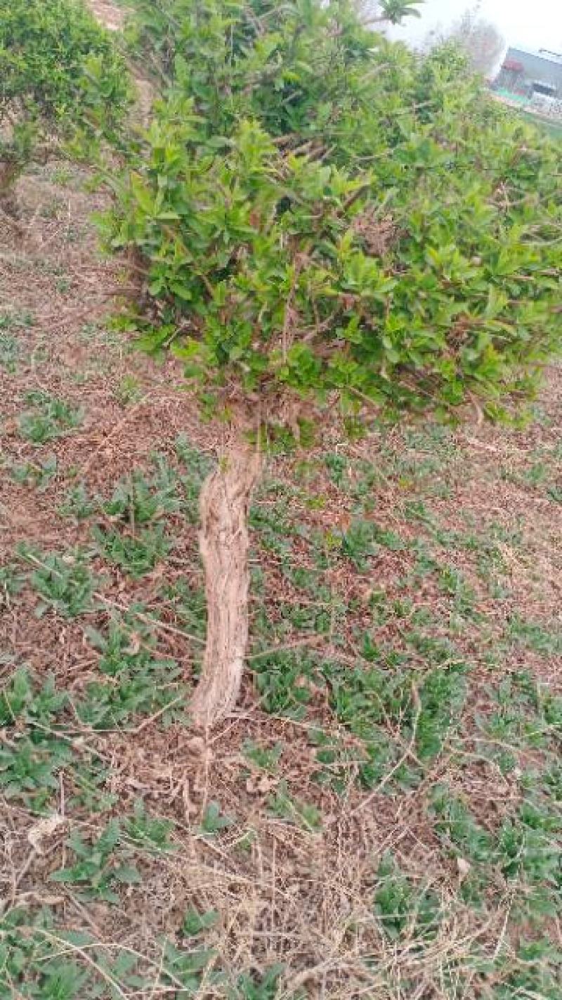 金银花绿化占地树，盆景老桩盆栽地栽都可以