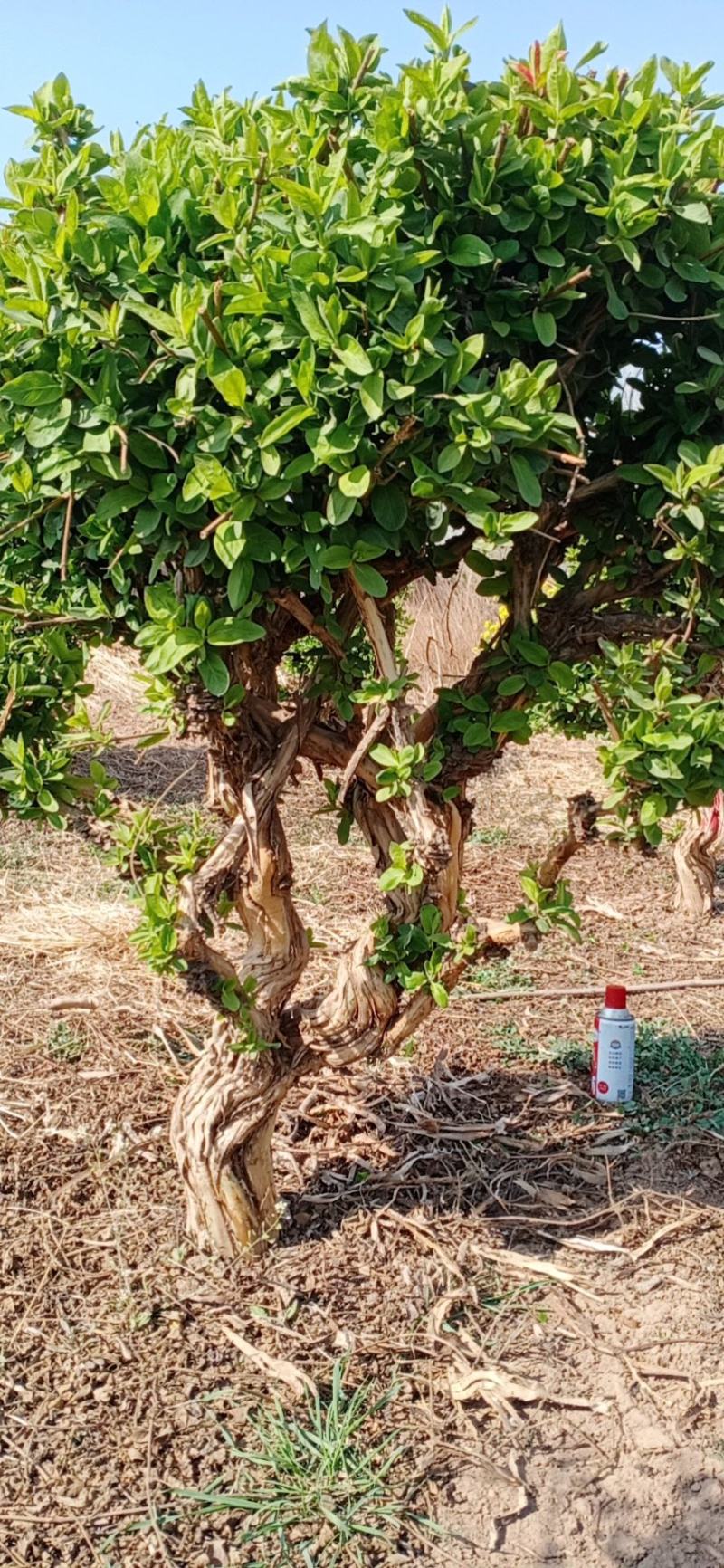 金银花绿化占地树，盆景老桩盆栽地栽都可以