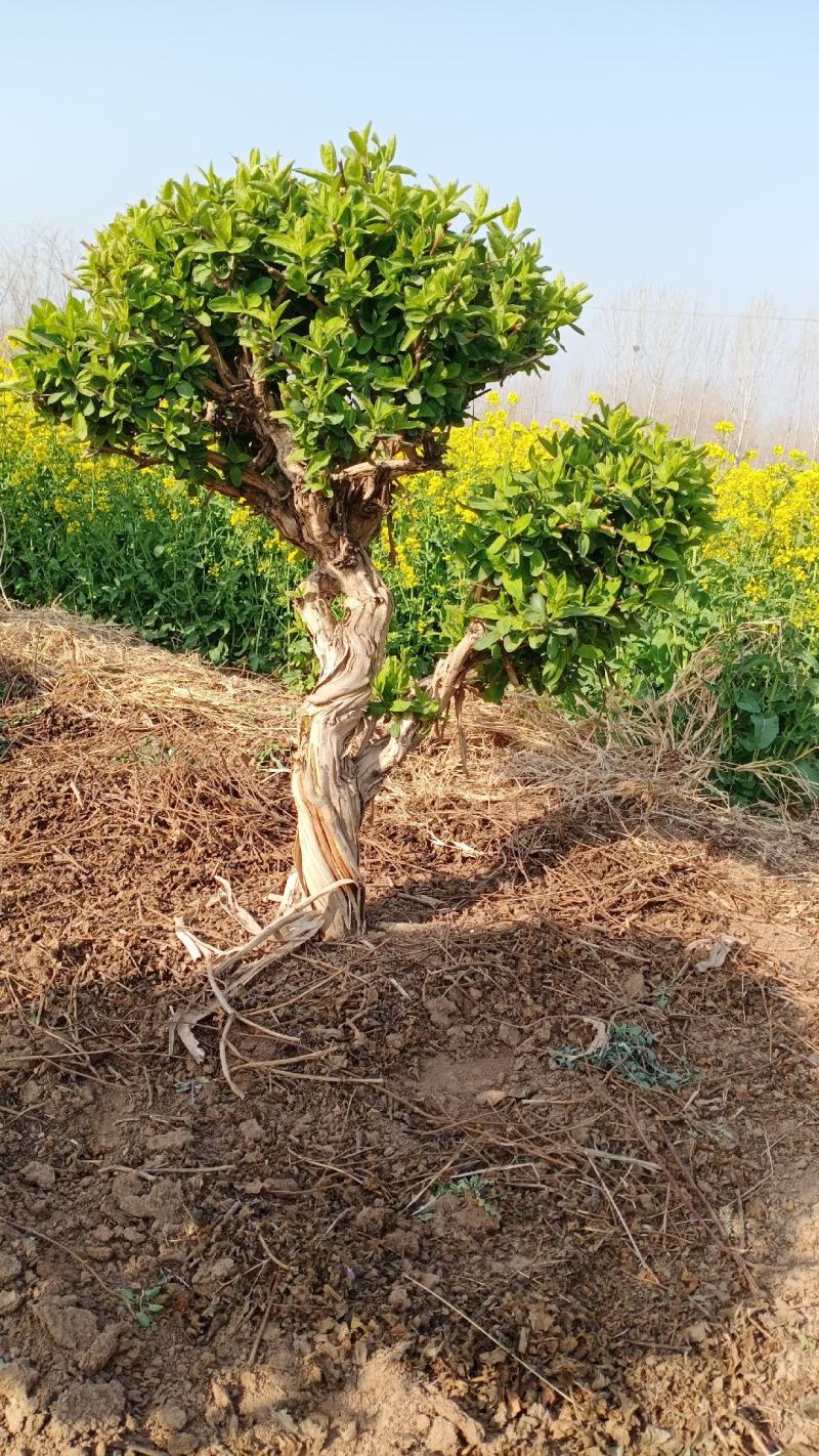金银花绿化占地树，盆景老桩盆栽地栽都可以