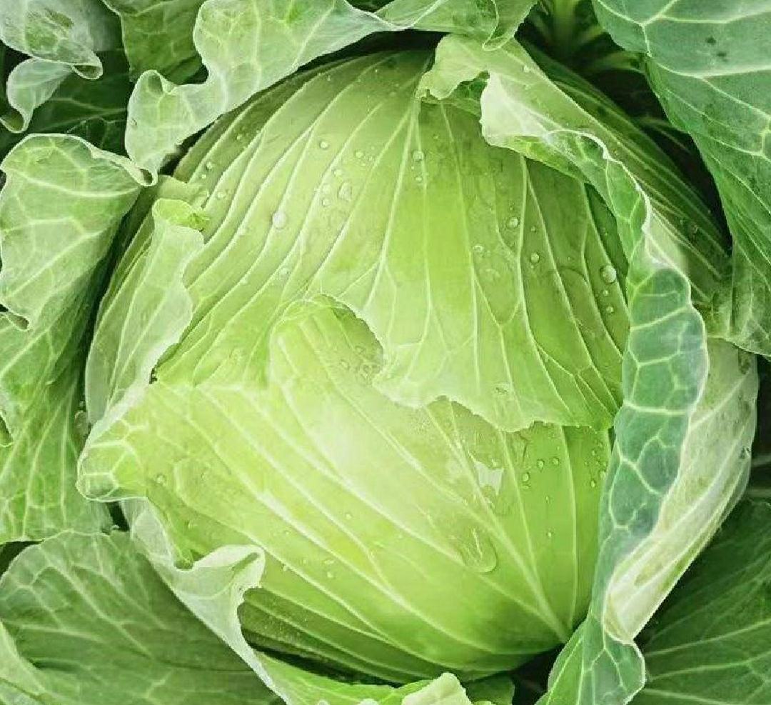 羽衣甘蓝与其他绿叶蔬菜的营养对比图表