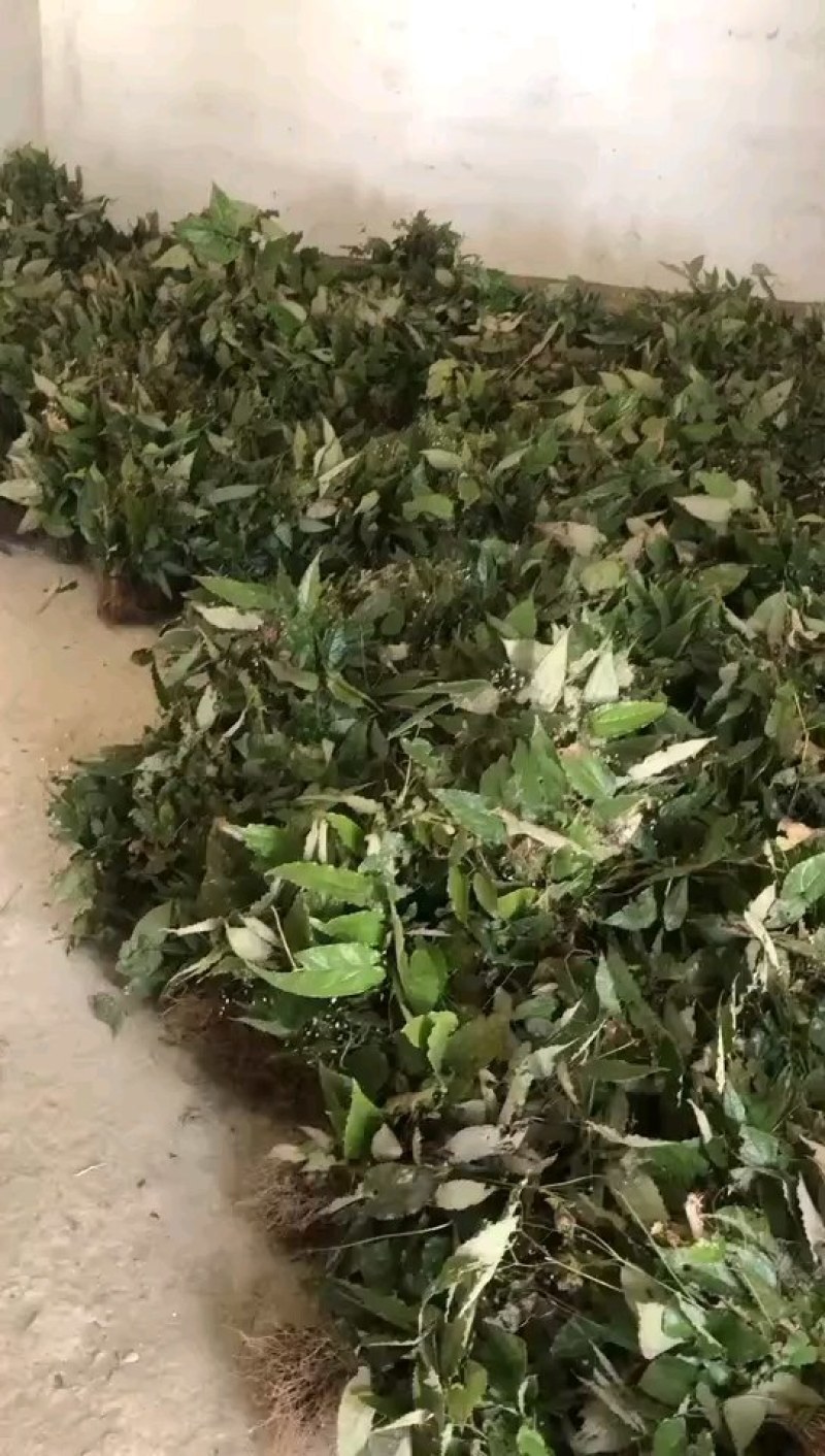 甘肃柔毛淫羊藿种苗老根种苗产地直发高含量25年提前预