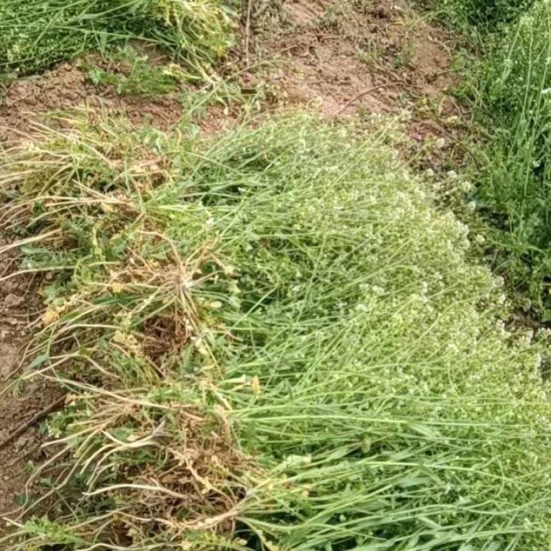 野生老荠菜