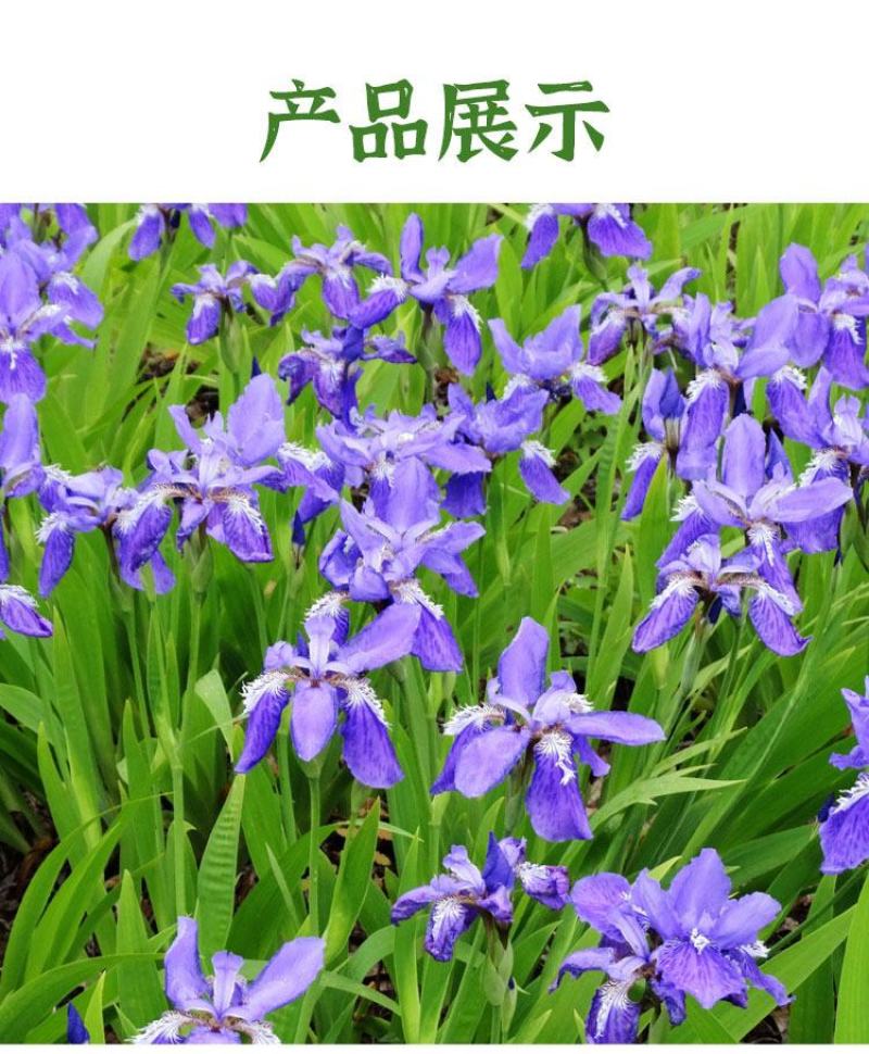 蓝花鸢尾草种子盆栽公园庭院多年生花海花卉花种子