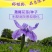 蓝花鸢尾草种子盆栽公园庭院多年生花海花卉花种子