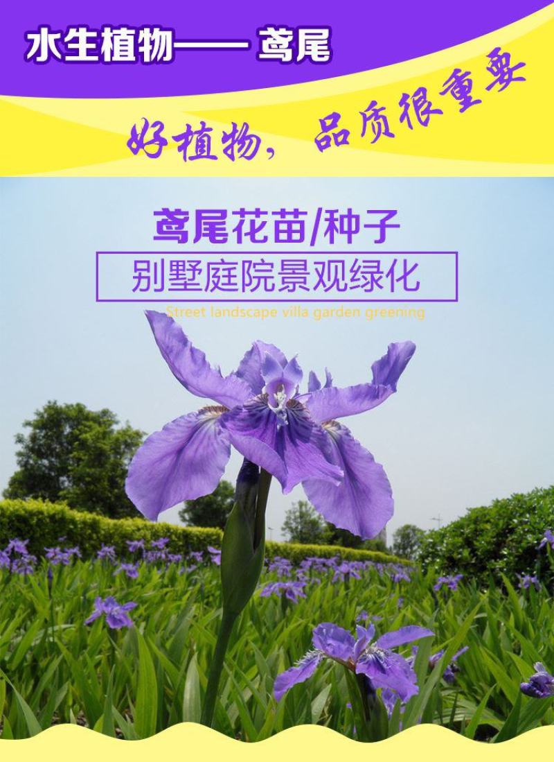蓝花鸢尾草种子盆栽公园庭院多年生花海花卉花种子