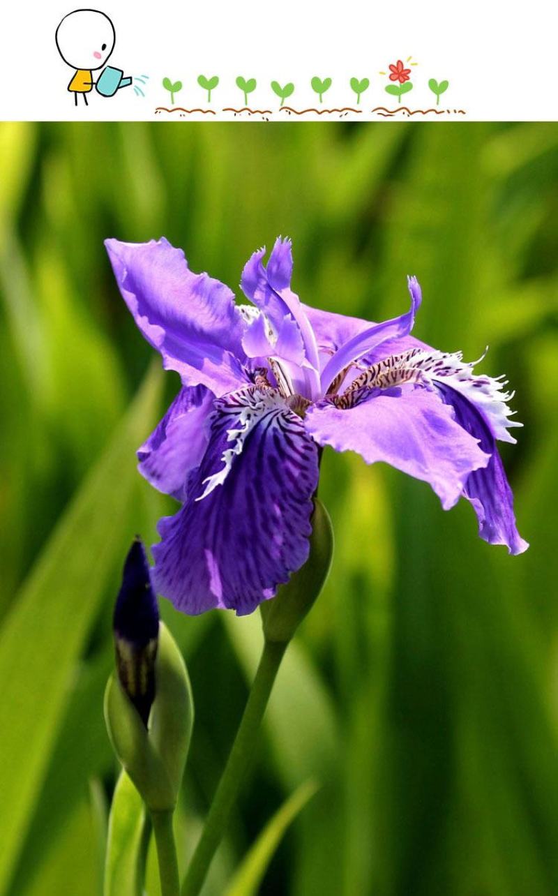 蓝花鸢尾草种子盆栽公园庭院多年生花海花卉花种子