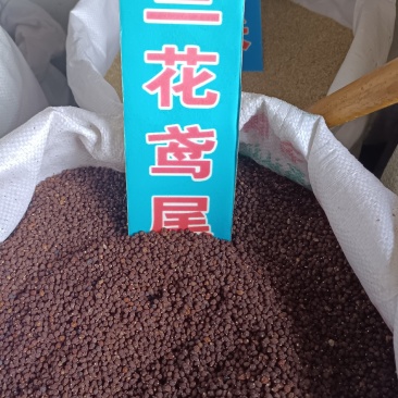 蓝花鸢尾草种子盆栽公园庭院多年生花海花卉花种子