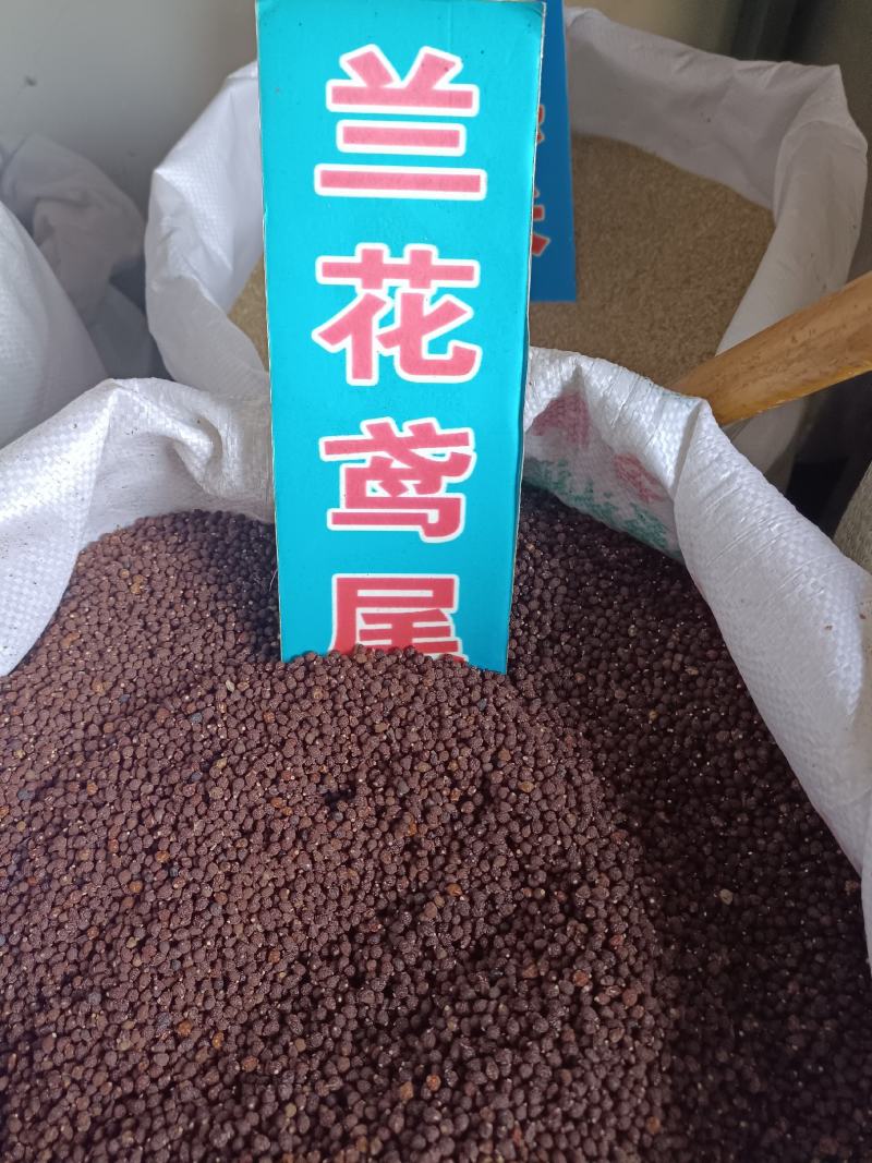 蓝花鸢尾草种子盆栽公园庭院多年生花海花卉花种子