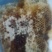 淮河源桐柏山野蜂蜜