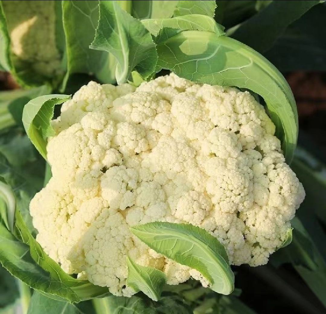显微结构示意图:菜花花球由数百个紧密排列的幼嫩花序轴与未发育花芽构成,细胞壁富含果胶与硫苷储存囊泡;图中箭头标注典型苦味物质富集区(花梗连接部与外围小花蕾基部) 菜花横切结构示意图,清晰显示白色花球由密集未分化花芽组成,表面微有蜡质层,部分区域可见轻微黄化斑点