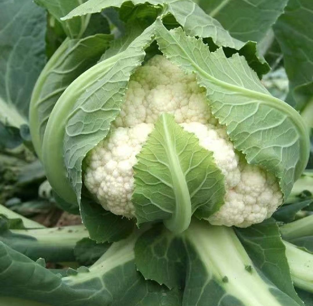 厨房中替代菜花的健康食材拼盘