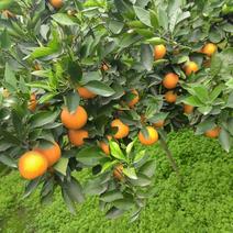 夏橙，优质夏橙，原产地批发，对接全国各大市场！