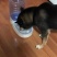 狗粮猫粮宠物食品生产厂家诚信经营保证质量全国招商一件代发