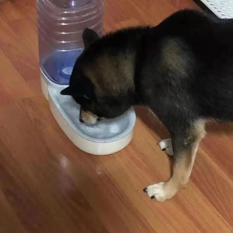 狗粮猫粮宠物食品生产厂家诚信经营保证质量全国招商一件代发