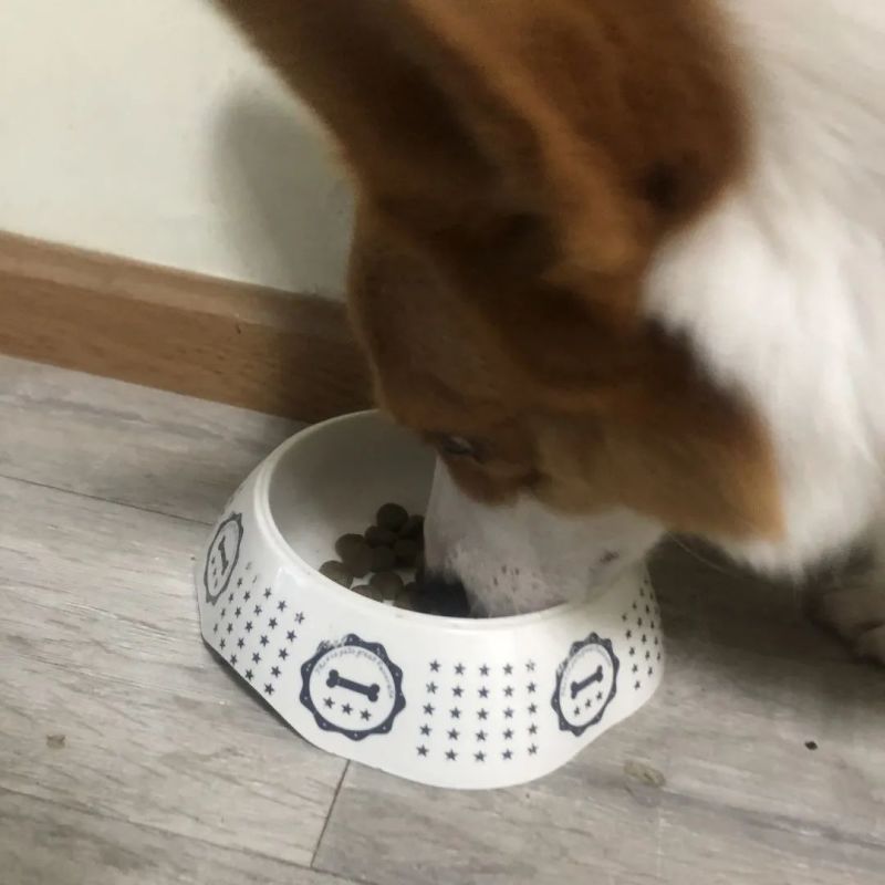 狗粮猫粮宠物食品生产厂家诚信经营保证质量全国招商一件代发