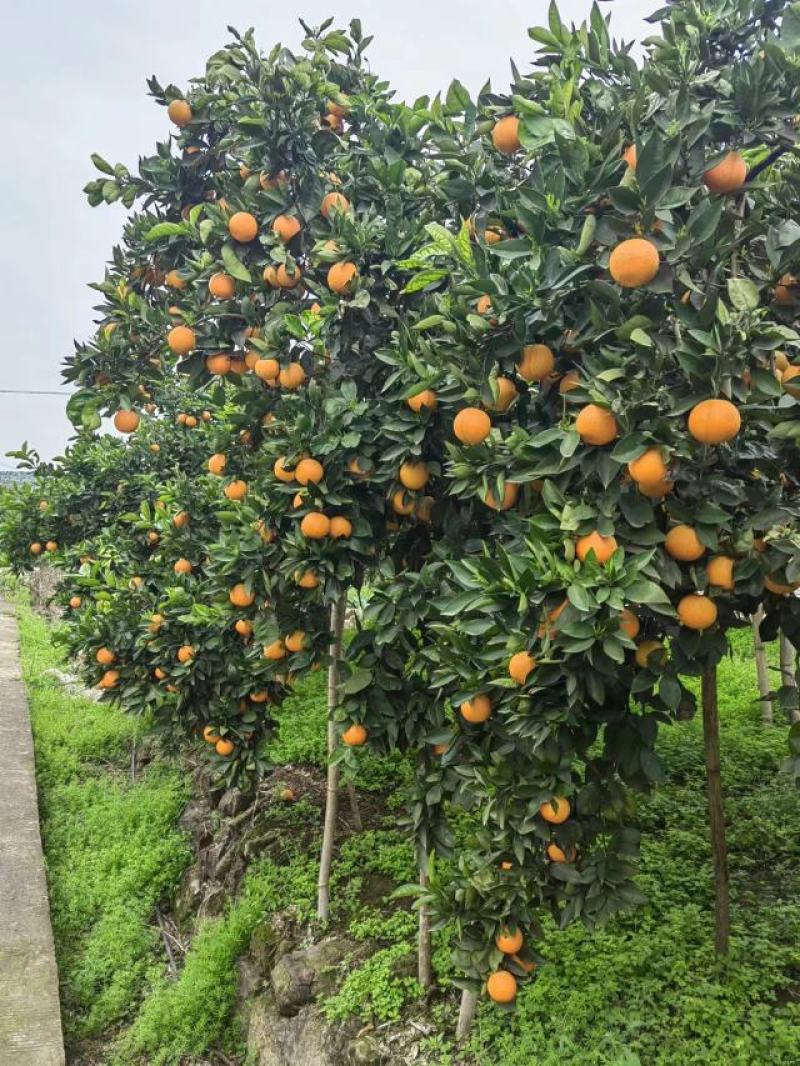 夏橙，优质夏橙，原产地批发代发，对接全国各大市场！