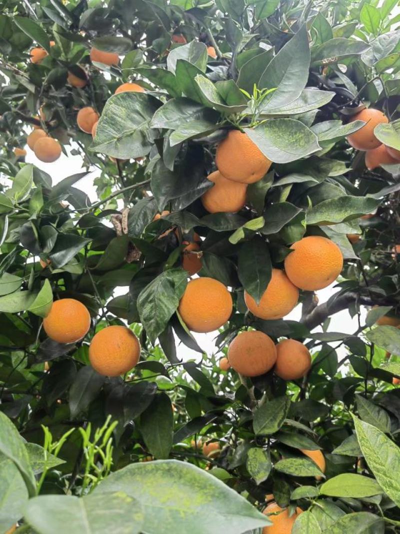 夏橙，优质夏橙，原产地批发代发，对接全国各大市场！