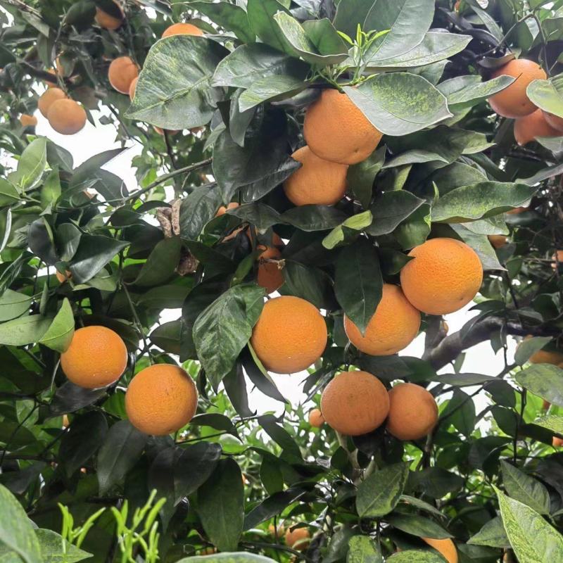 夏橙，优质夏橙，原产地批发代发，对接全国各大市场！