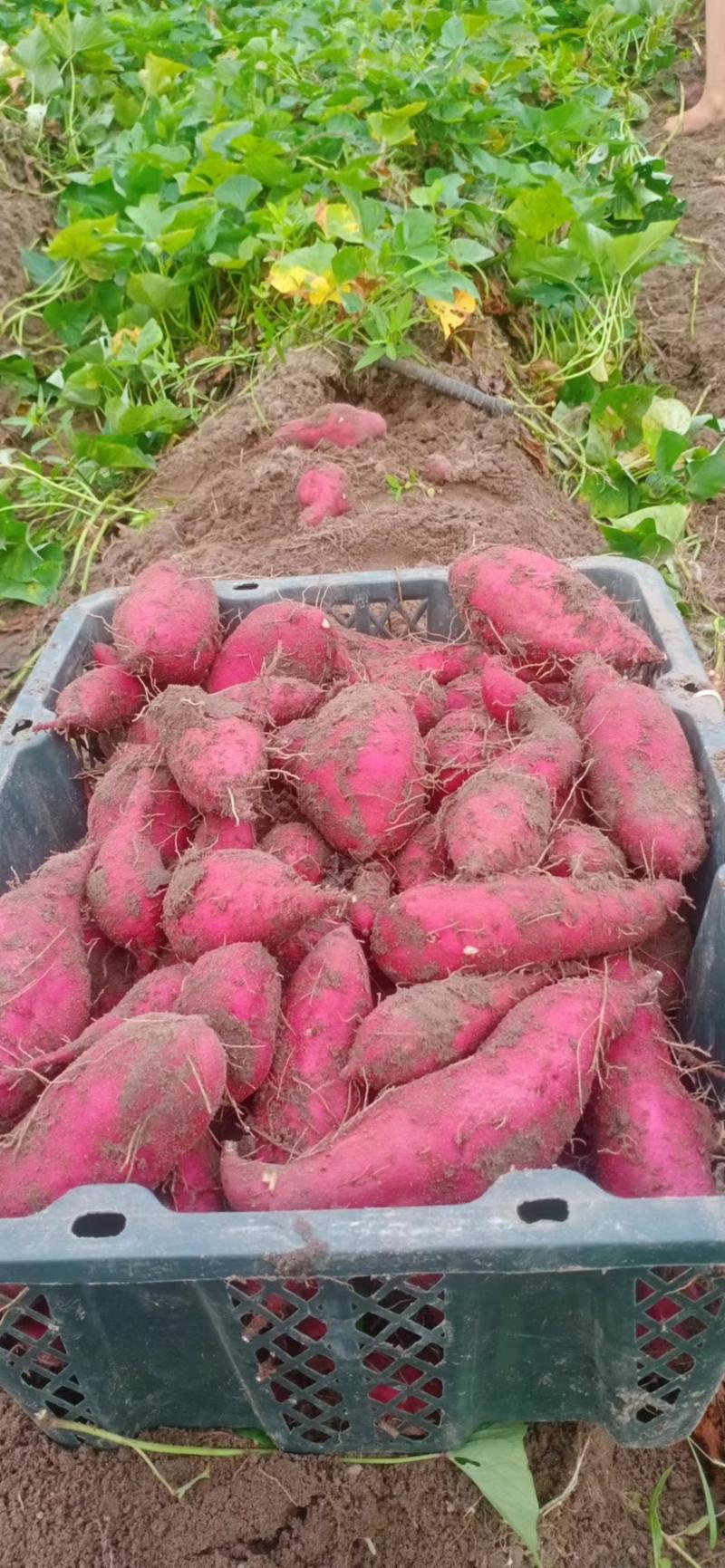 【红薯】桥头地瓜常年供应品质保证全国包邮香甜粉糯