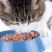 狗粮猫粮宠物食品生产厂家诚信经营保证质量全国招商一件代发