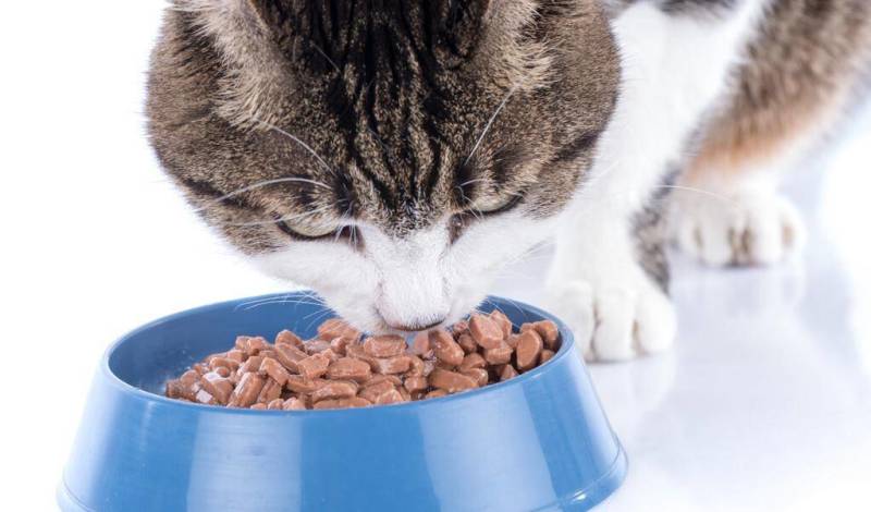 狗粮猫粮宠物食品生产厂家诚信经营保证质量全国招商一件代发