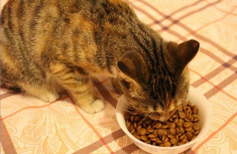 狗粮猫粮宠物食品生产厂家诚信经营保证质量全国招商一件代发