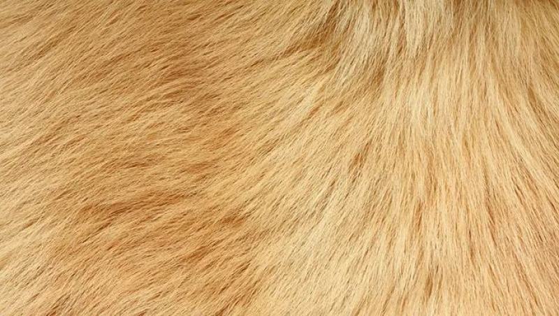 狗粮猫粮宠物食品生产厂家诚信经营保证质量全国招商一件代发
