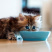 狗粮猫粮宠物食品生产厂家诚信经营保证质量全国招商一件代发