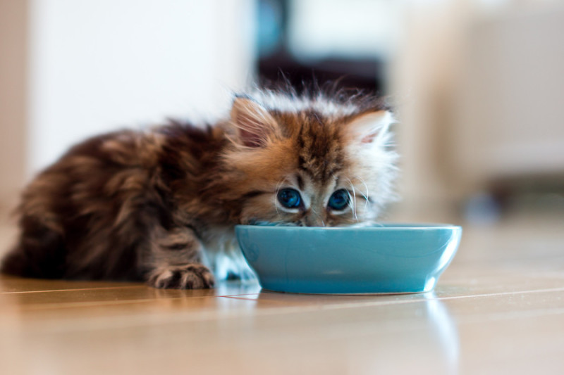 狗粮猫粮宠物食品生产厂家诚信经营保证质量全国招商一件代发