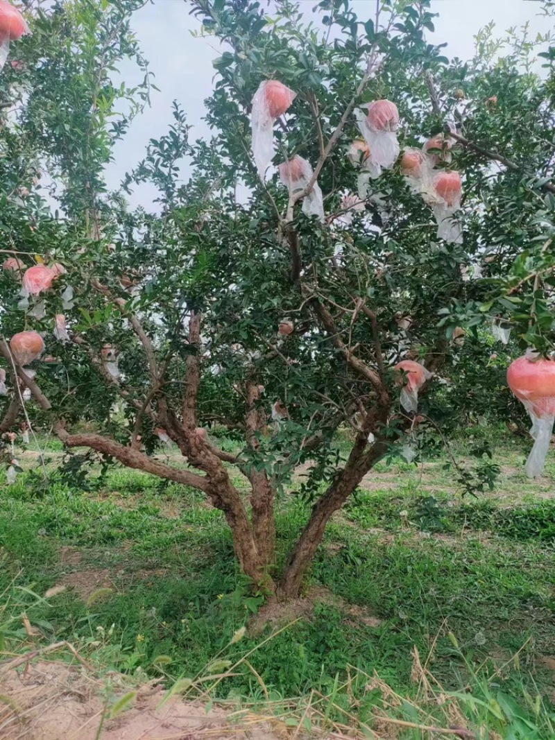【实力推荐】石榴树丛生石榴树，果实个大，果籽，树形优美