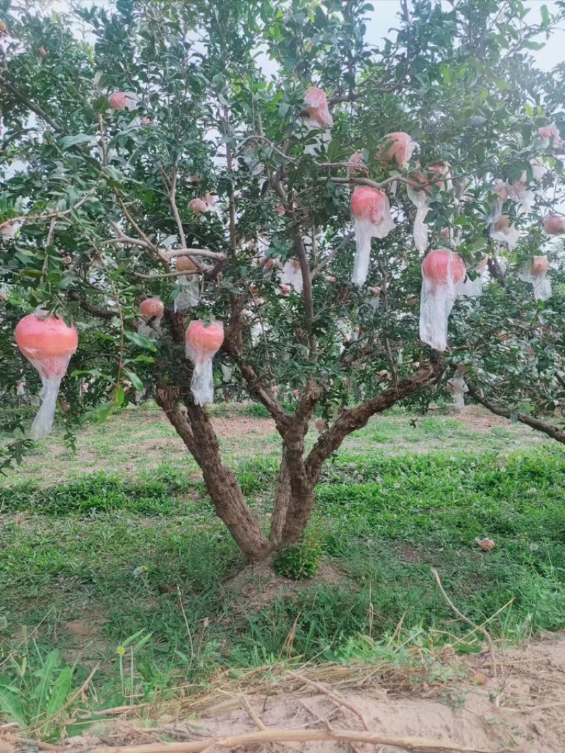 【实力推荐】石榴树丛生石榴树，果实个大，果籽，树形优美