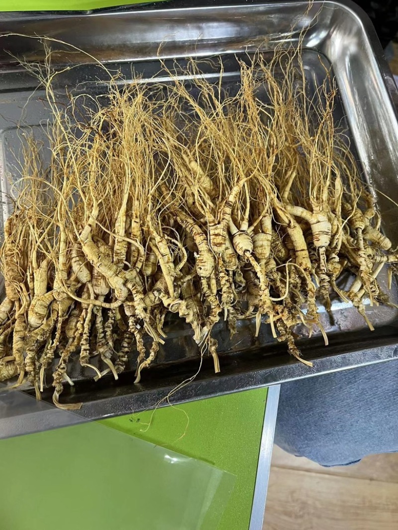 长白山人参