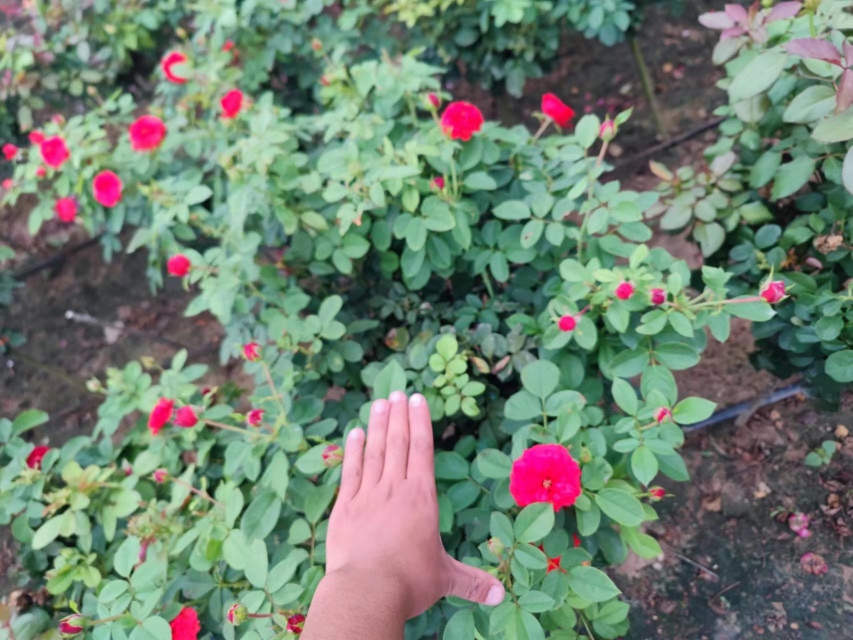 大花香水棒棒糖月季盛开