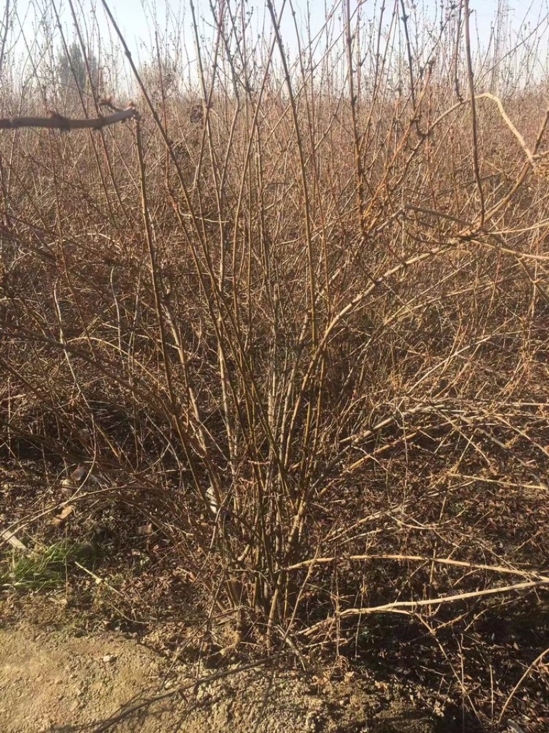 连翘树丛生连翘树，高效药用连翘，产量高，收益高实力推荐