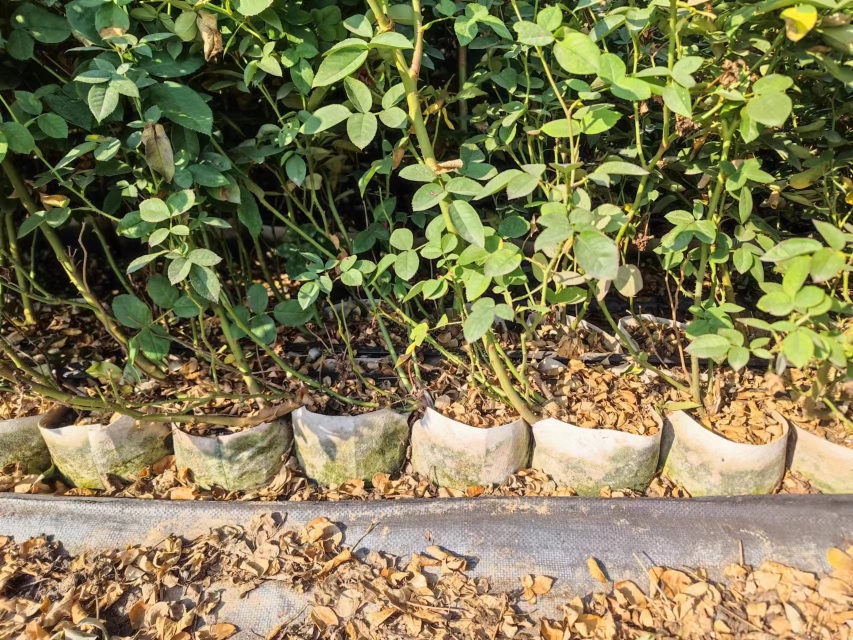 园艺师正在修剪康斯坦茨月季的长枝条，旁边设有金属花架用于支撑攀爬枝条