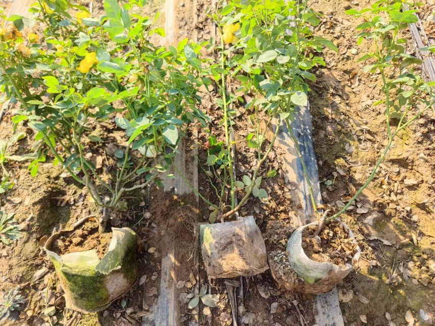 展示秋季换盆的场景,植株处于休眠前状态,操作轻柔,土壤干燥适中 四季桂秋季换盆场景