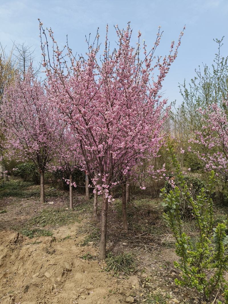 基地直销，8公分美人梅，可视频选苗