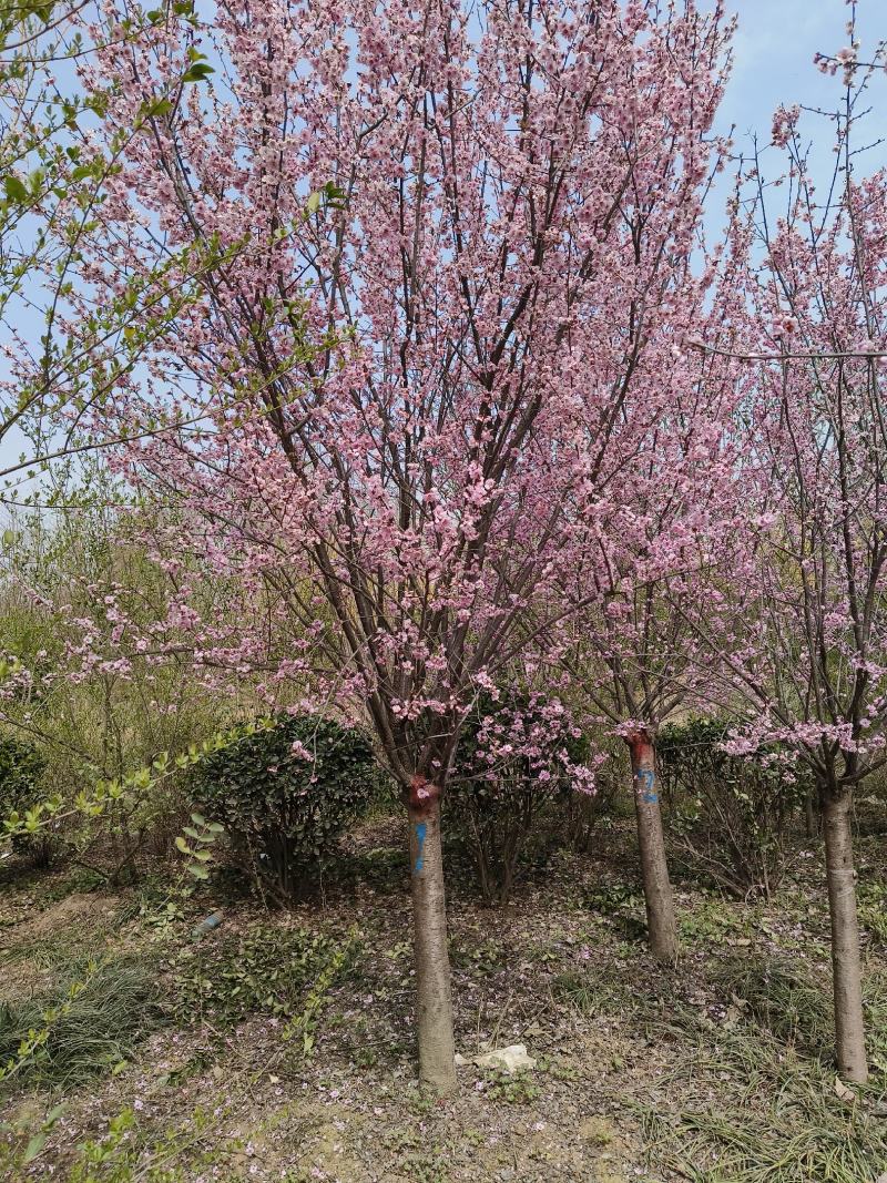 基地直销，8公分美人梅，可视频选苗