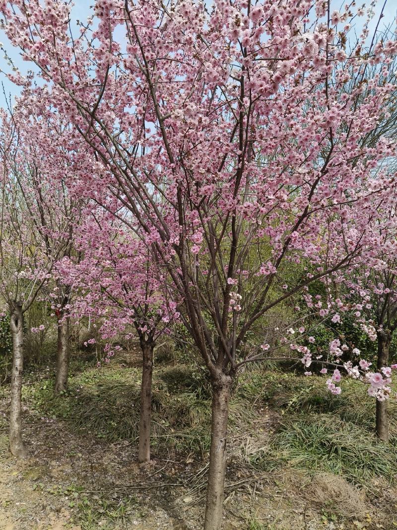 基地直销，8公分美人梅，可视频选苗