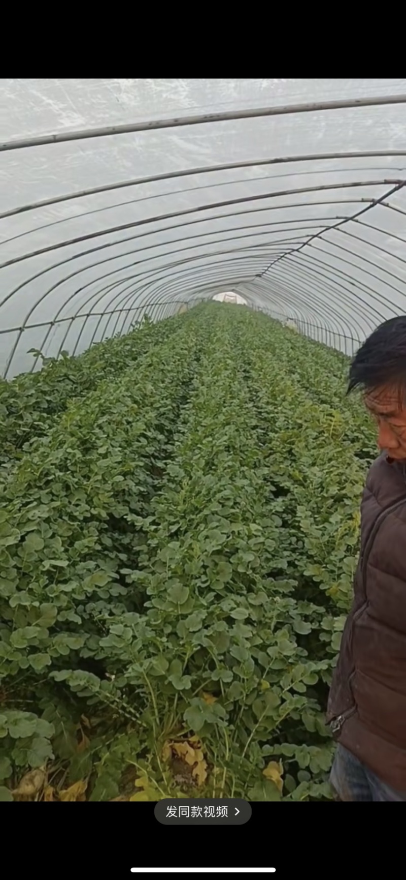 白萝卜没有青头，包洗可以打包，价格可商量