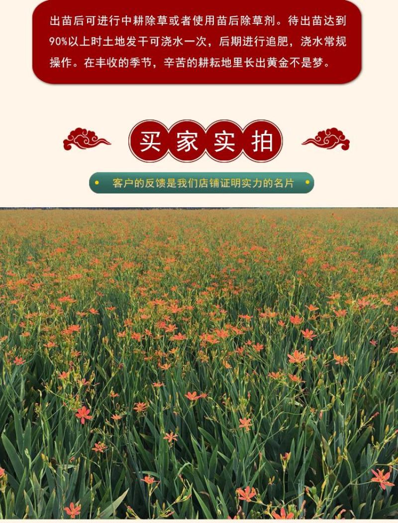 纯新射干种子射干籽耐寒耐旱全国均可种植