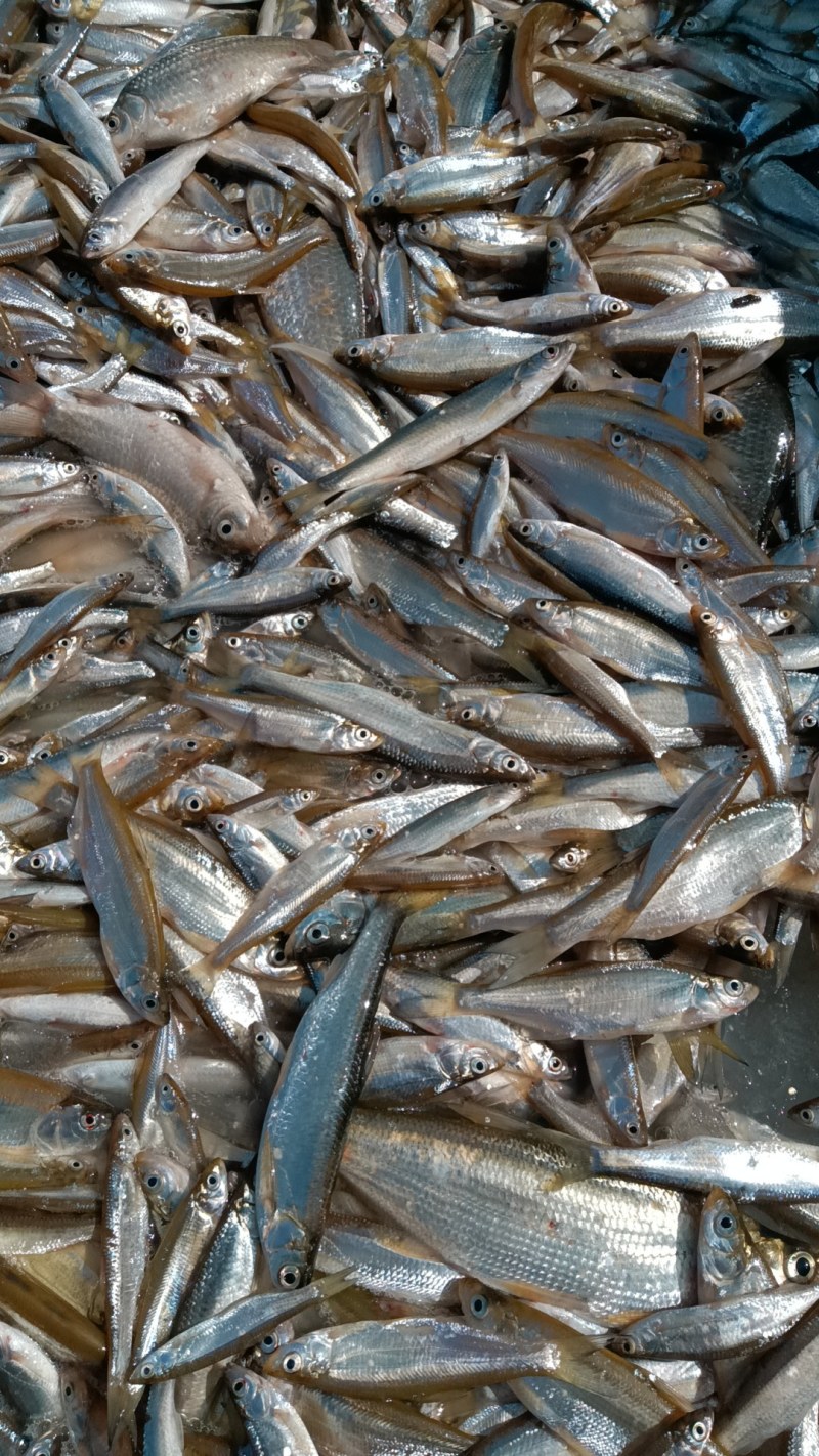 小白条，8到12公分