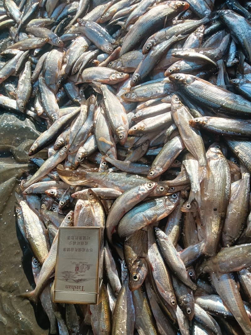 小白条，8到12公分