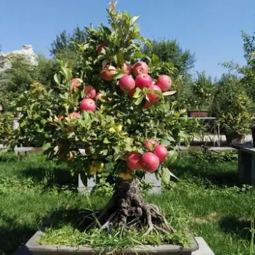 苹果盆栽果树盆栽常年稳定供应货发全国量大从优