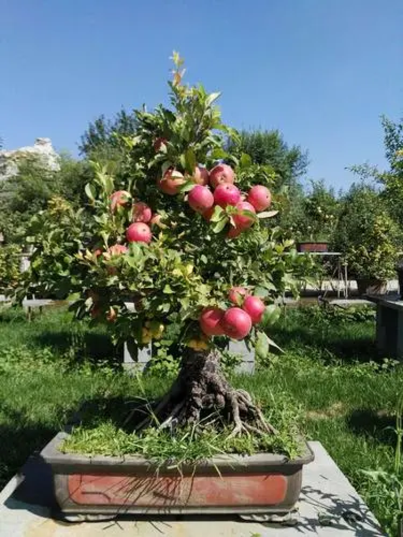 苹果盆栽果树盆栽常年稳定供应货发全国量大从优