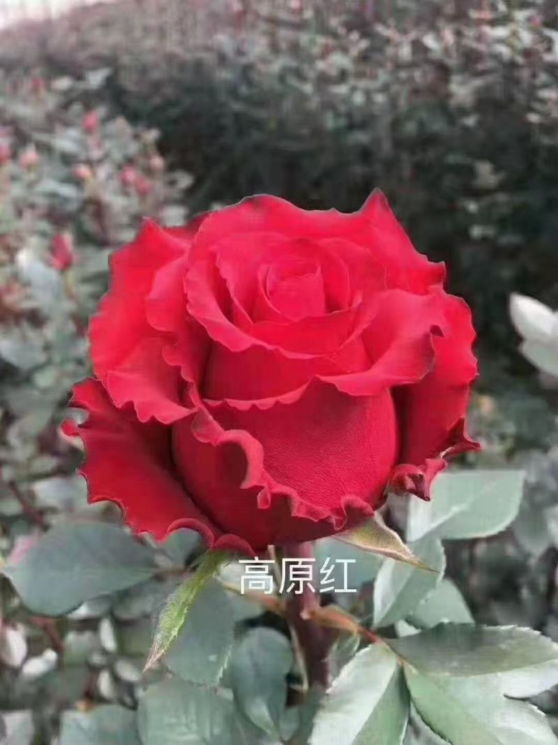 玫瑰花苗三年老桩大苗开花快庭院阳台绿植卡罗拉工程专用绿化